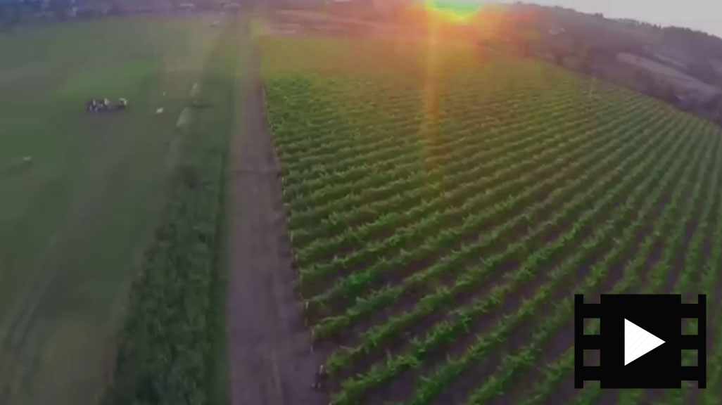 Watch our crop monitoring in action | Video MP4 1:48 minutes 7.289 MB